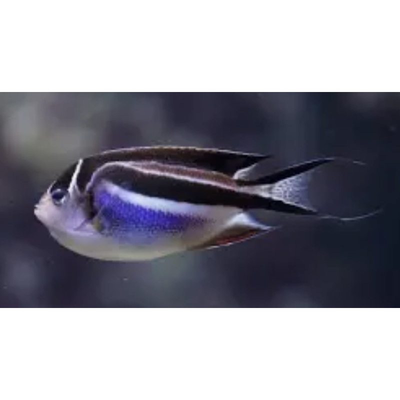 Bellus Angelfish (Genicanthus bellus)