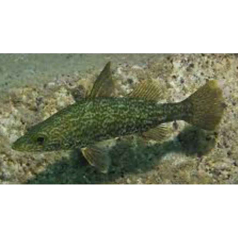 Bigeye Tanganyika Perch (Lates mariae) 5"+