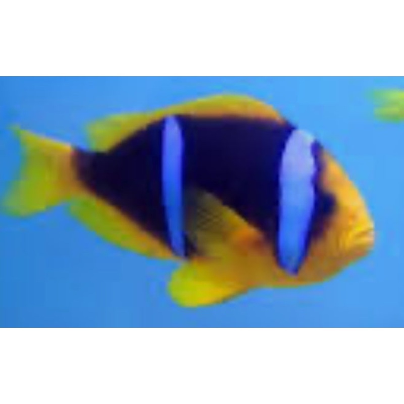Biota Captive-Bred Blue Striped Clownfish