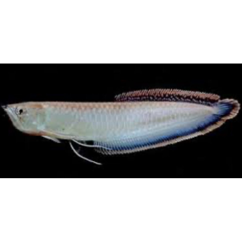 Black Arowana (Osteoglossum Ferreirai)