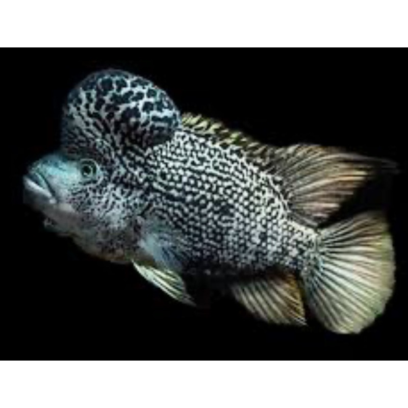 BLACK NASTY / HAITIAN Nandopsis haitiensis