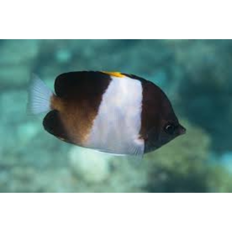 Black Pyramid Butterflyfish