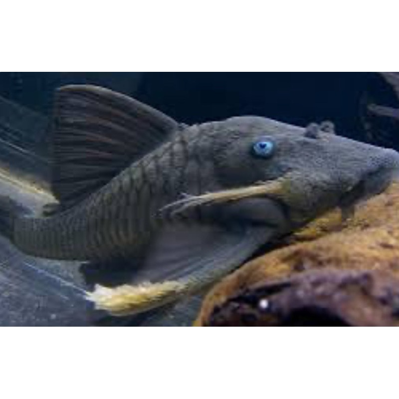 Blue Eyed Pleco (Panaque Suttonorum)