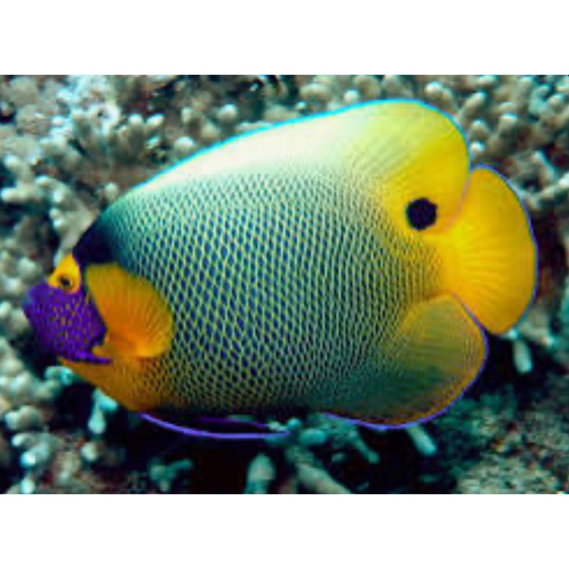 Blueface Angelfish