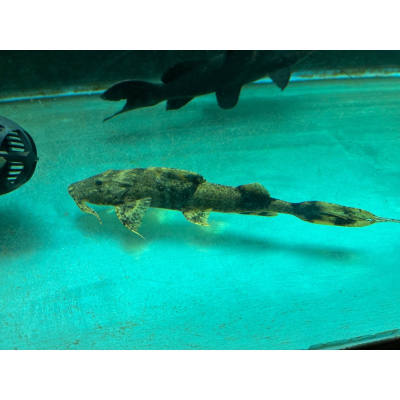 Borneo Goonch Catfish (Bagarius lica) 9.5-10