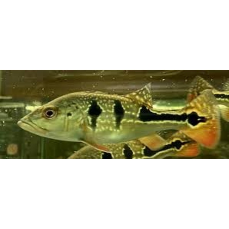 Brokopondo Peacock Bass (Cichla brokopondo) 2.5"-3"