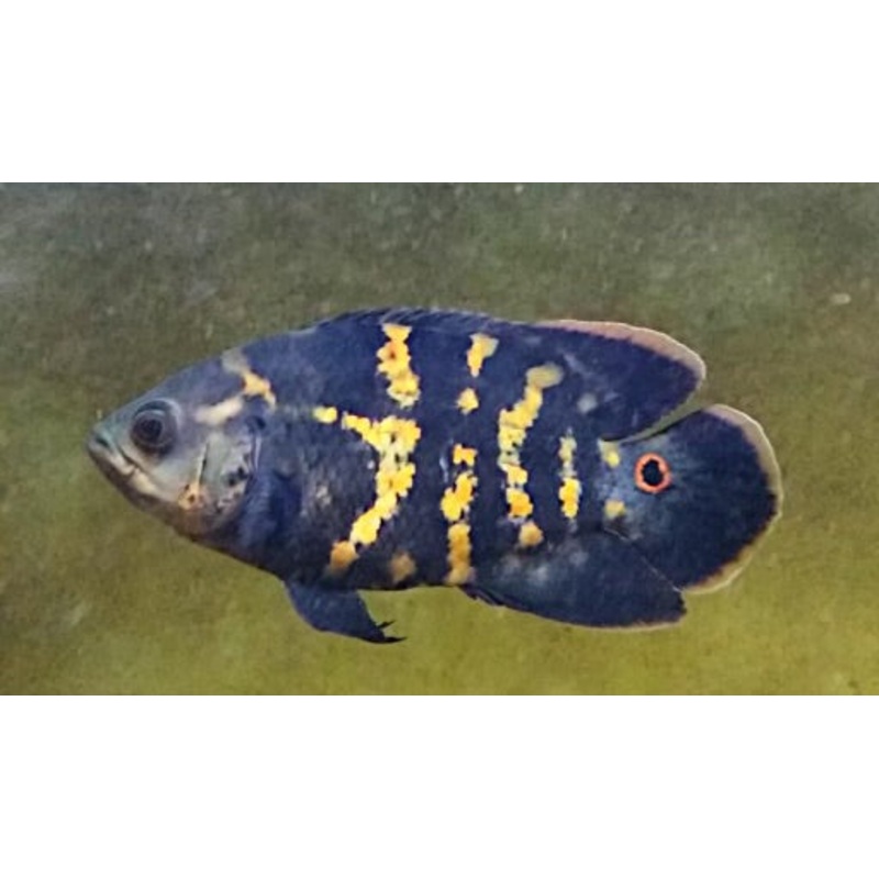 Bumblebee Oscar (Astronotus crassipinnis) "green eye bumble bee Oscar" wild BRAZIL