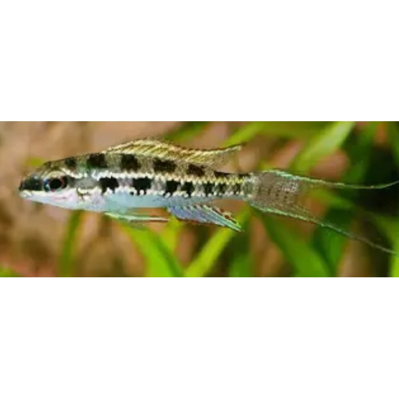 Checkerboard Cichlid (Dicrossus filamentosus)