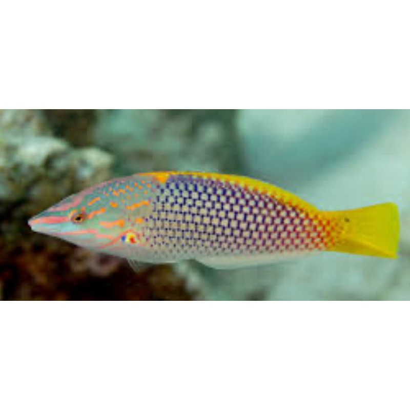 Checkerboard Wrasse