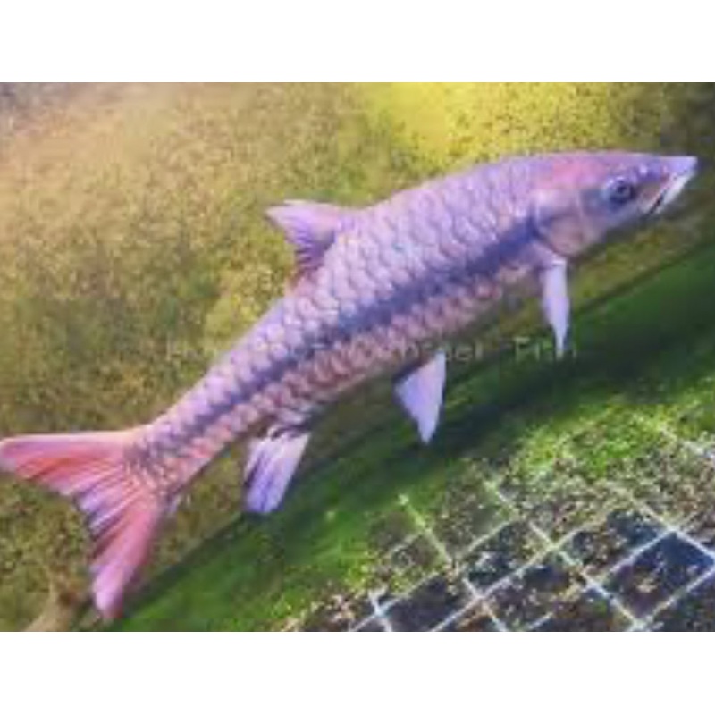 Chinese 'Red' Mahseer (Tor sinensis)