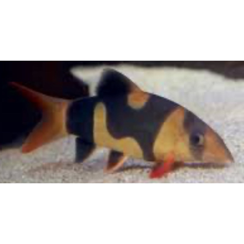 CLOWN LOACH - UNIQUE PATTERN (chromobotia macracanthus) 2" PACK OF 10