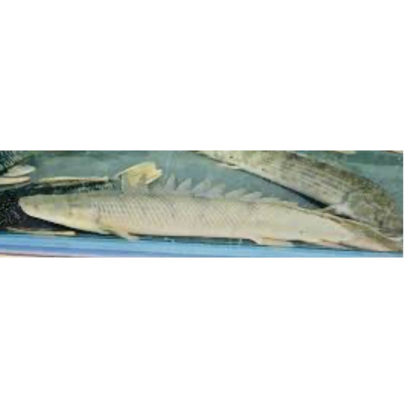 Congicus Bichir (Polypterus Congicus)