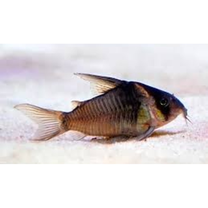 CW045 Colossus Cory (Corydoras colossus)