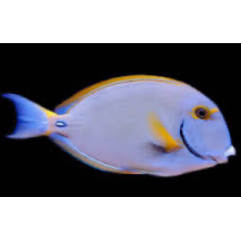 Dussumieri Tang