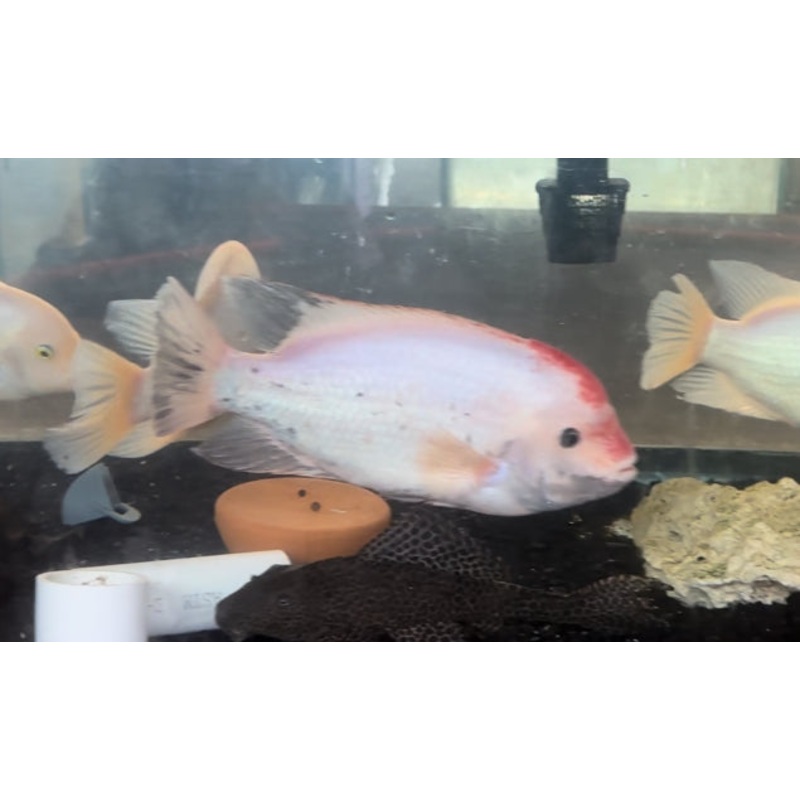 Fenestratus Cichlid (Vieja fenestrata)
