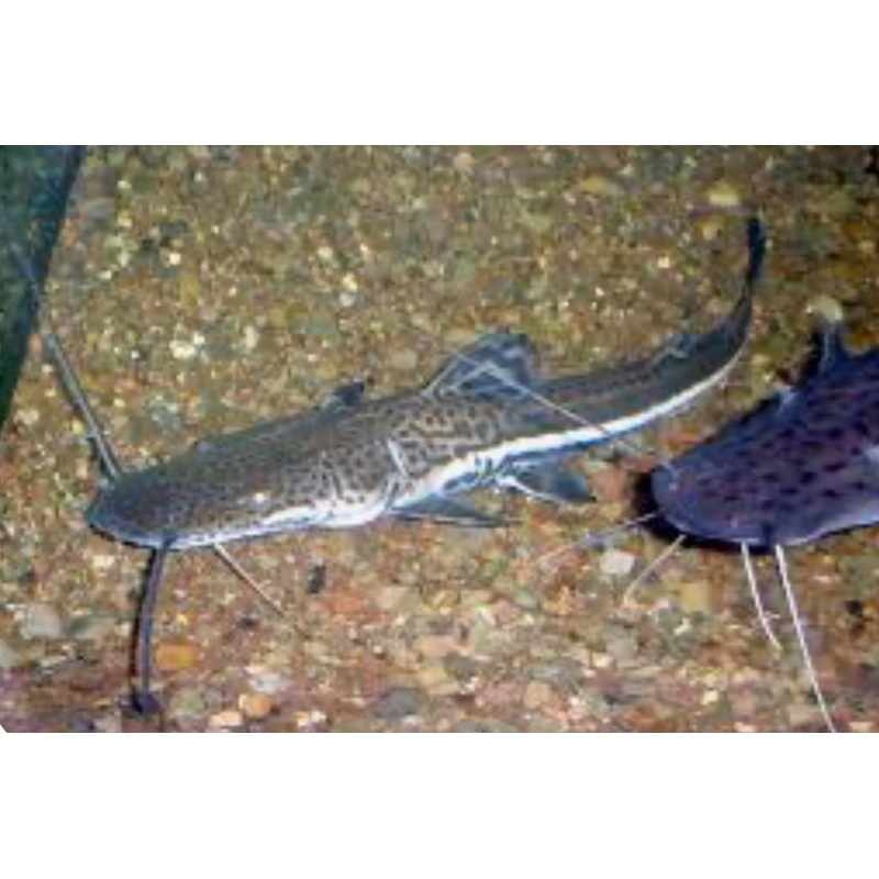 Firewood Catfish (Sorubimichthys Planiceps) 3"-4"