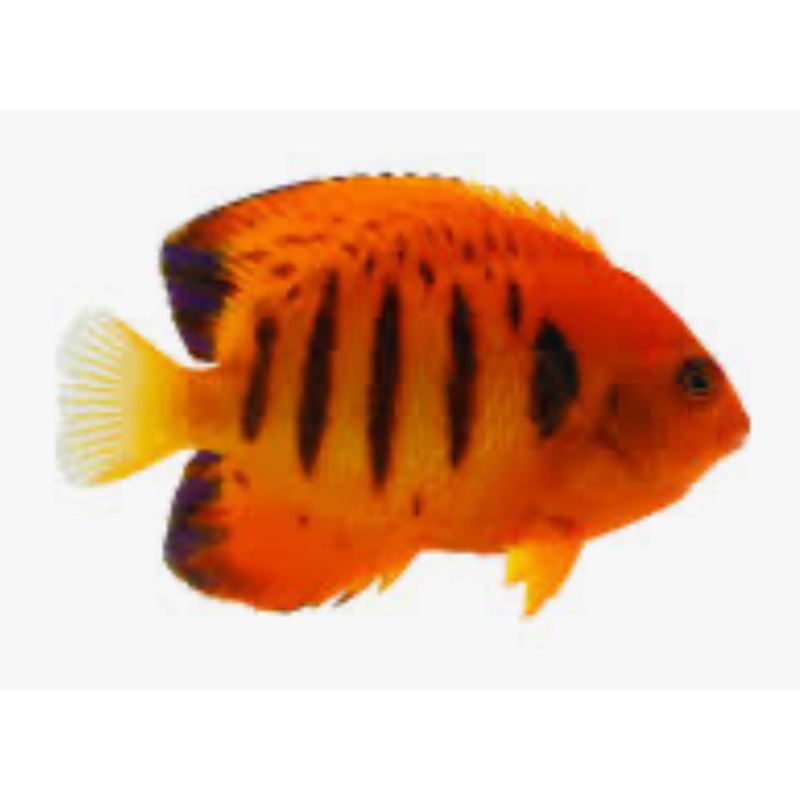 Flame Angelfish (christmas Island)