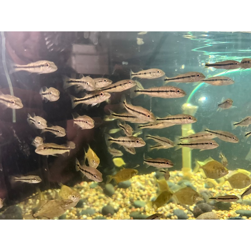 Fogo Peacock Bass (Cichla Marinae) 3"-4" (RARE)