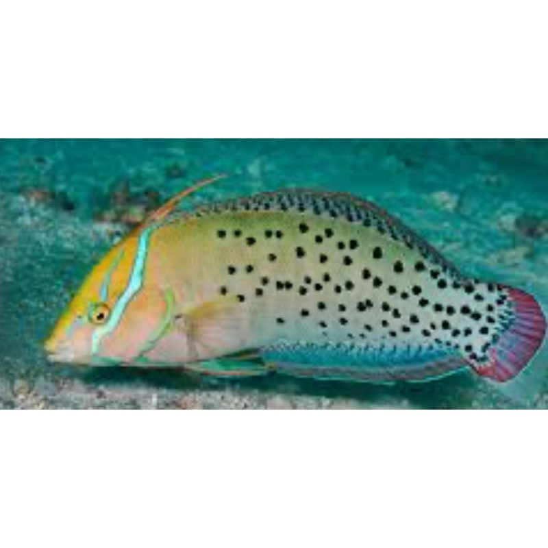 Formosa Coris Wrasse