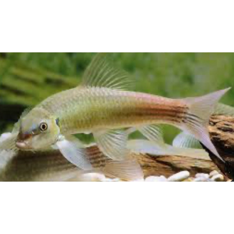 GARRA SP. YUNNAN RED FIN - RARE 4"-6"