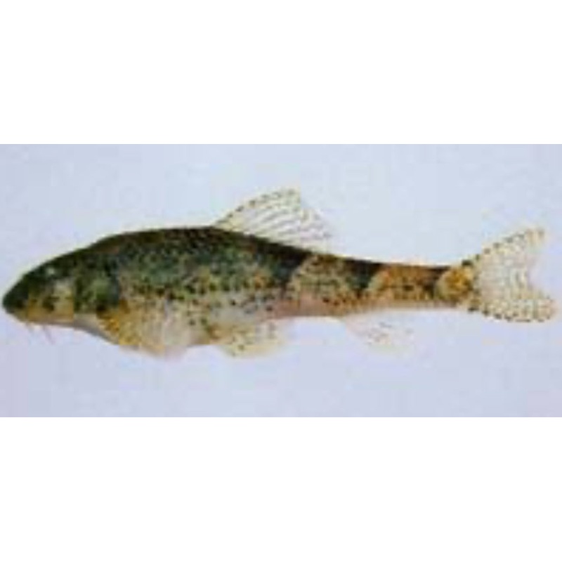 Gobiobotia tungi - shark eye barb "can grow to 10" 4"-4.5"