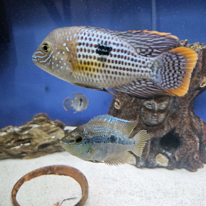 Gold Saum Green Terror (Andinoacara rivulatus gold saum)
