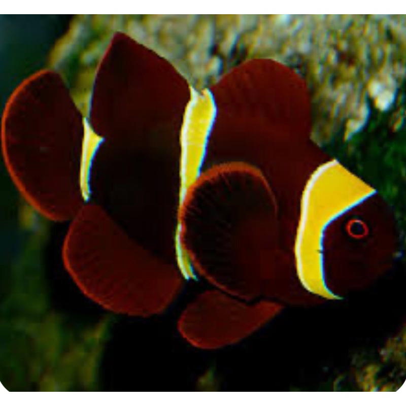 Gold Stripe Maroon Clownfish