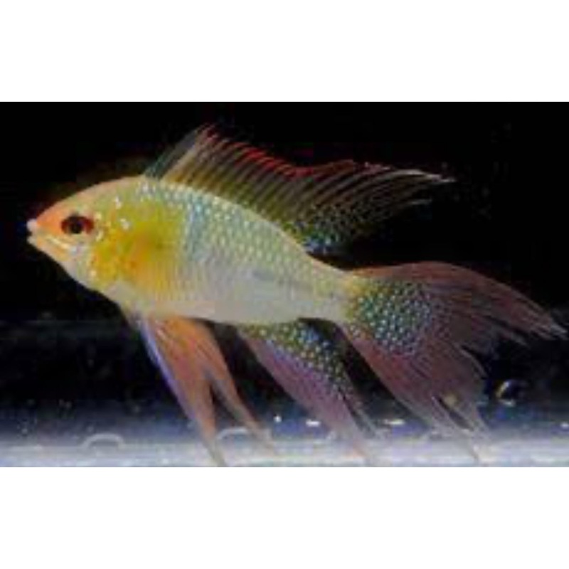 Golden Hi Fin Ram