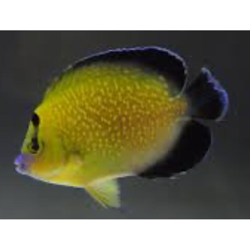Goldflake Angelfish (Apolemichthys xanthopunctatus)
