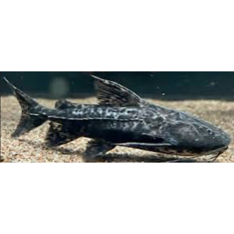 Granulated Catfish (Pterodoras granulosus) 5