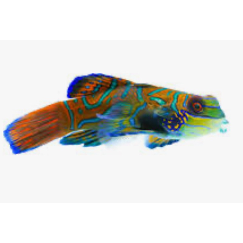 Green Mandarin Dragonet
