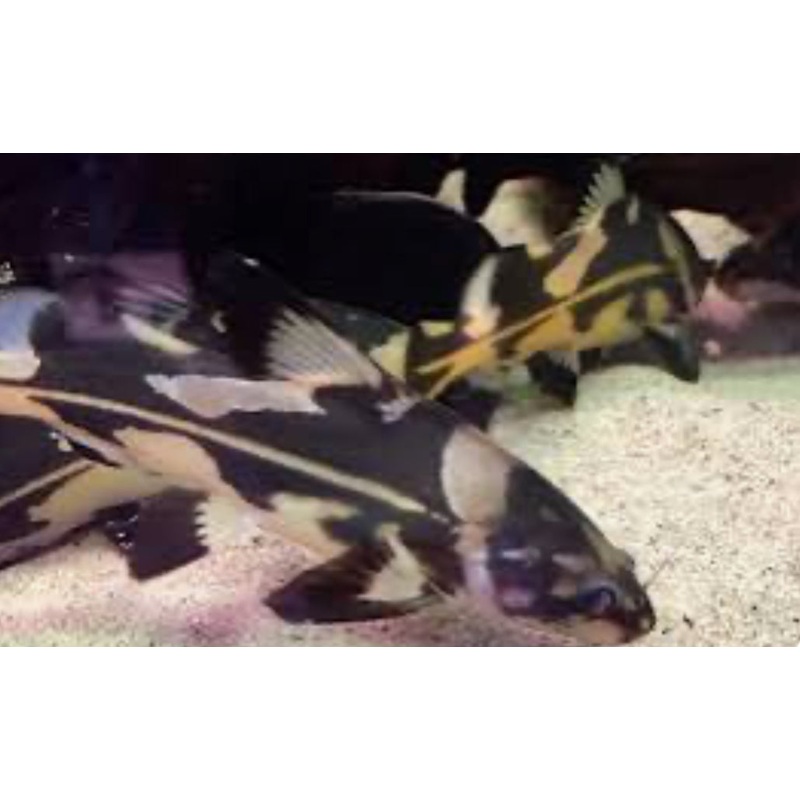 Harlequin Lancer Catfish (Bagroides Melapterus) 3"+