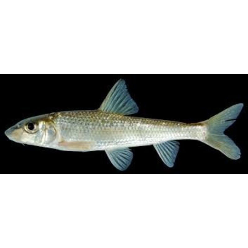 Hemibarbus maculatus - spotted predatory barb 4"-5"