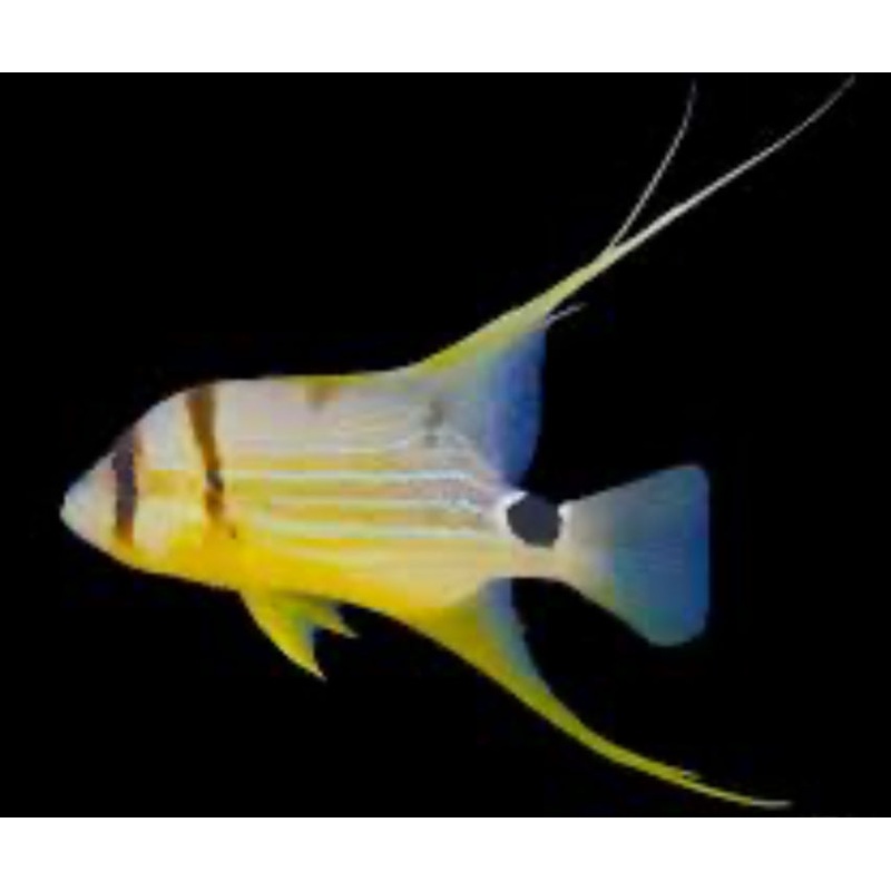 Hifin Snapper - Symphorichthys spilurus - Threadfin - Majestic Snapper Fish
