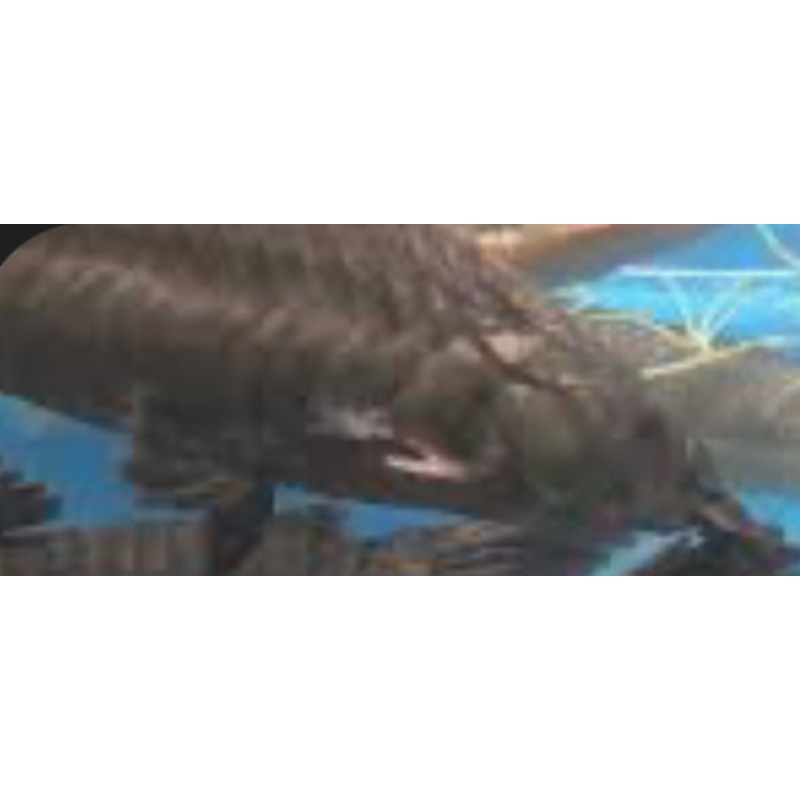 Hoplo Armored Catfish (Hoplosternum Littorale)3