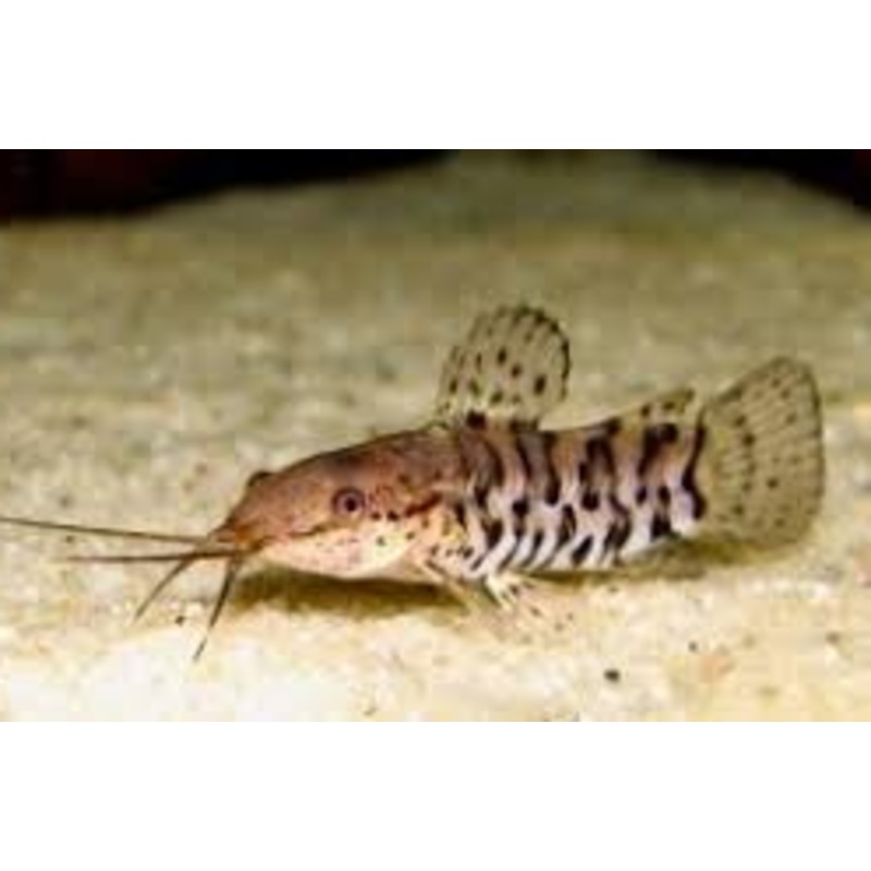Hoplo Catfish (Megalechis thoracata) 2"-3"