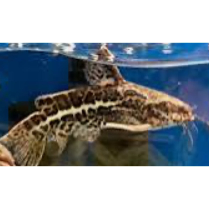 Jaguar Catfish (Liosomadoras oncinus)