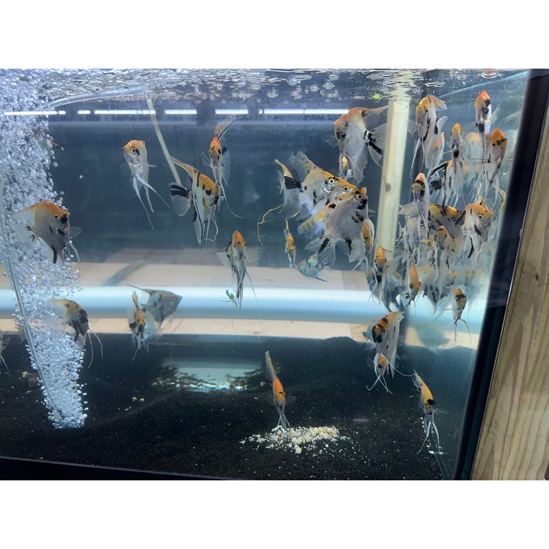 Koi Angelfish