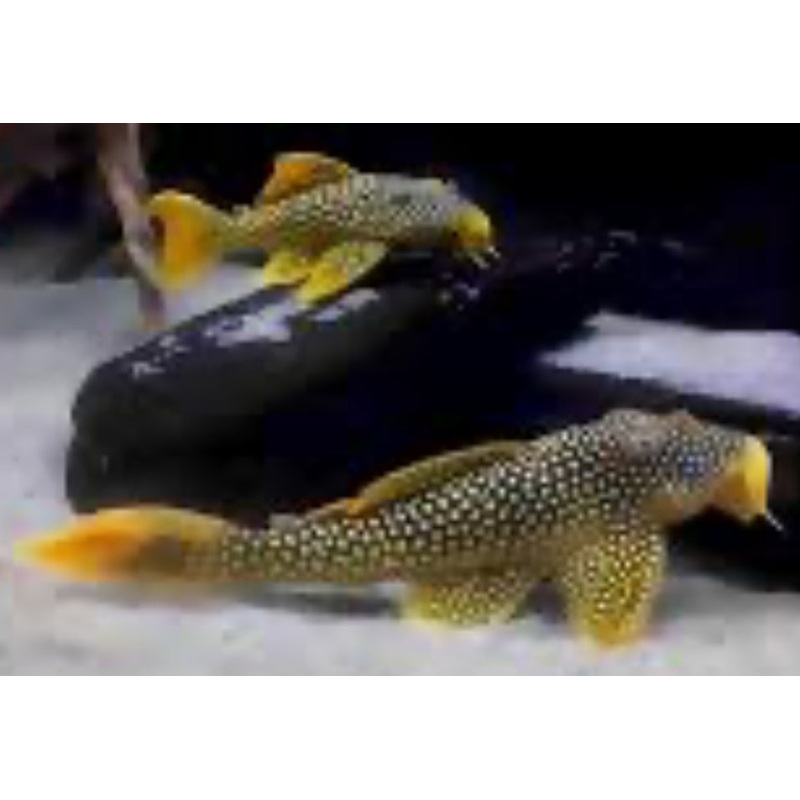 L014 Sunshine Pleco (Scobiancistrus Aureautus) 1.5"-2"