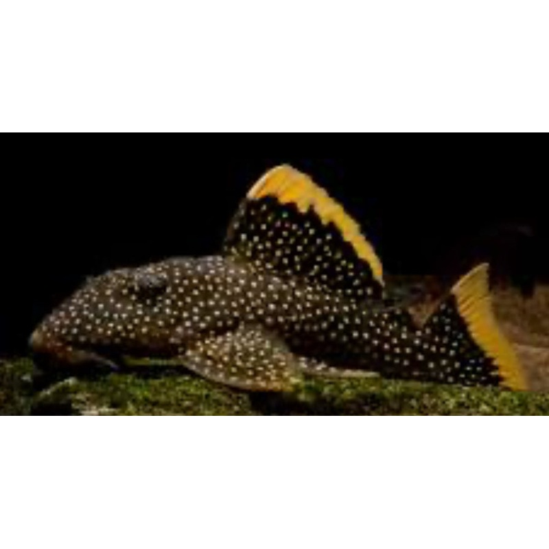 L018 Gold Nugget Pleco (Baryancistrus Xanthellus)