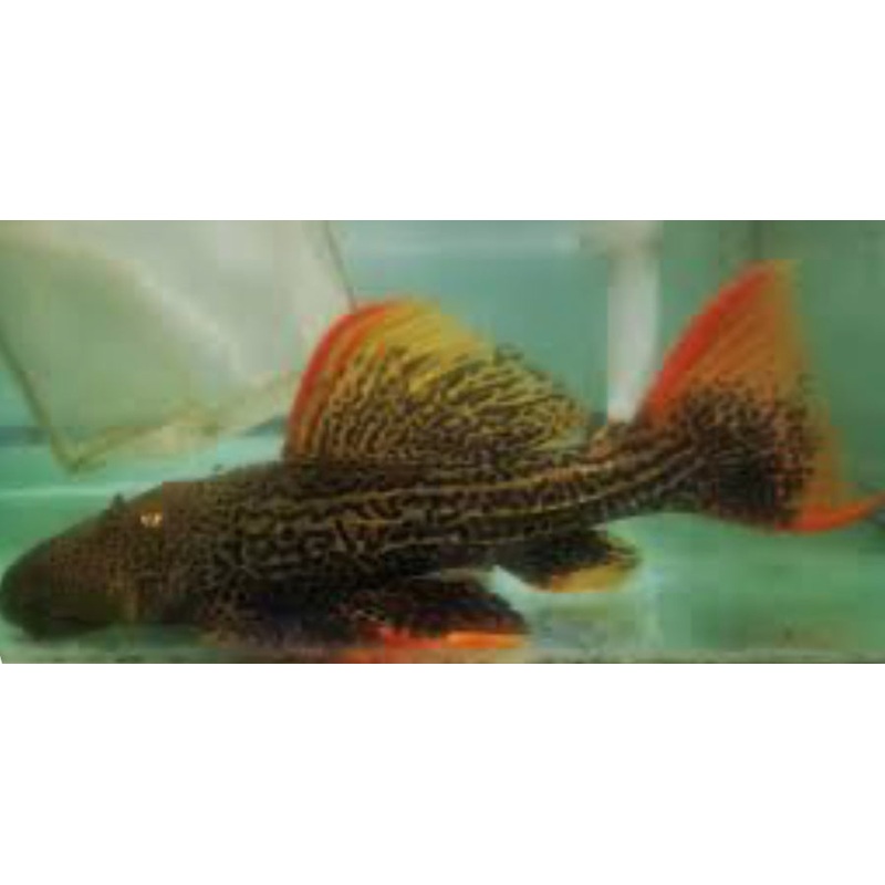 L025 Red Scarlet Cactus Pleco (Pseudacanthicus Pirarara)