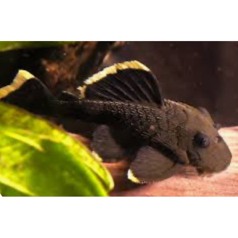 L047 Mango / Magnum Pleco (Baryancistrus Chrysolomus)