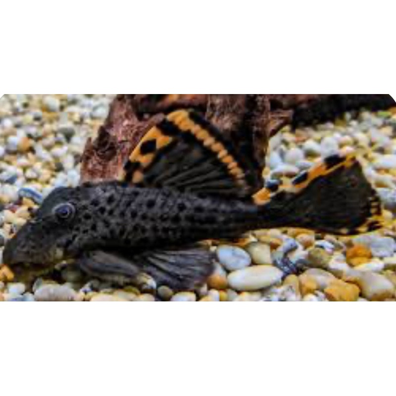 L091 Three Beacon Pleco (Leporacanthicus Triactis) 3"-4"