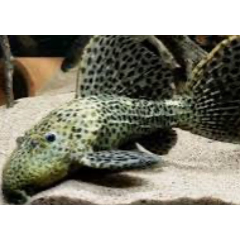 L096 / L160 Spiny Monster Pleco (Pseudacanthicus Spinosus)