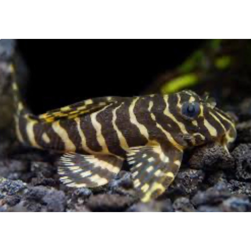 L134 Leopard Frog Pleco (Peckoltia Compta)2"-3"