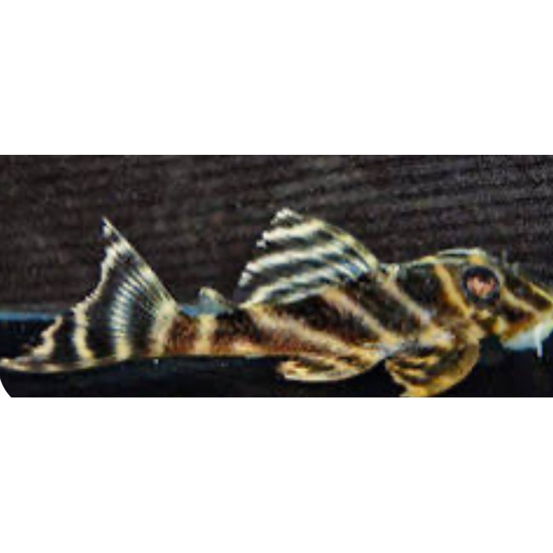 L199 Yellow Zebra Pleco (Hypancistrus Furunculus) 3"-4"