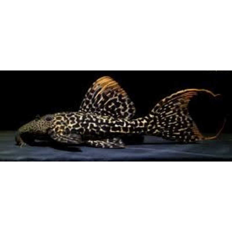 L273 Titanic Pleco (Pseudacanthicus sp)