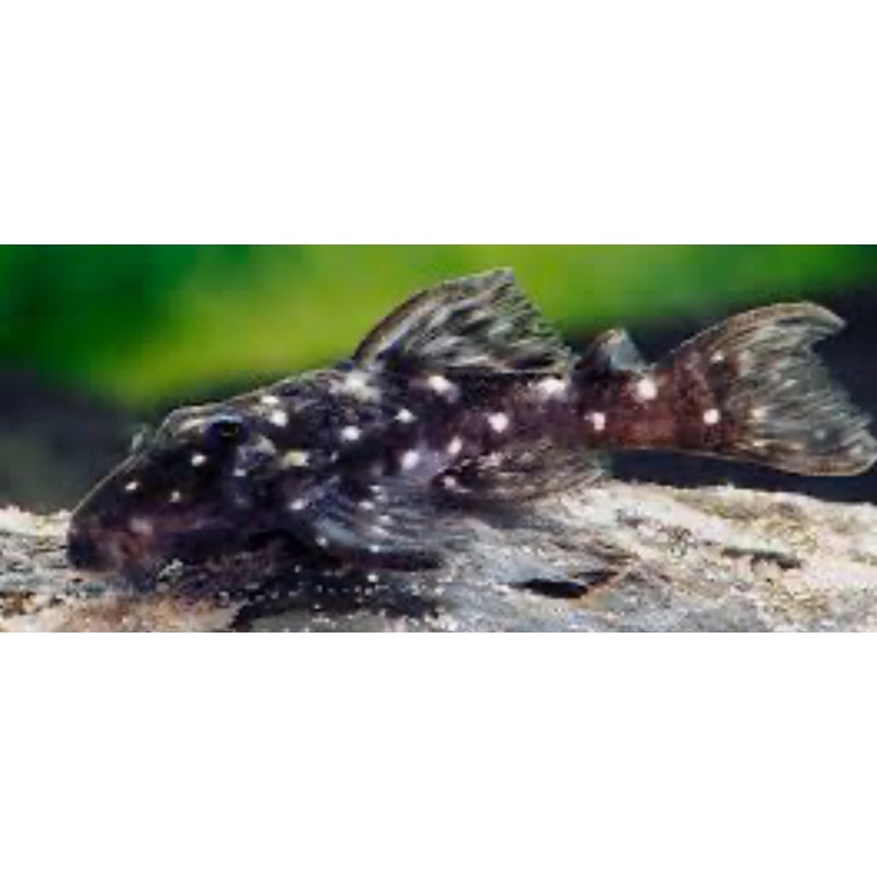 L280 Pleco (HYPANCISTRUS VANDRAGTI) 1.5"-2"