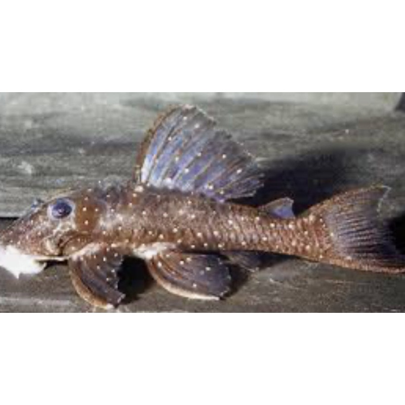 L339 Pleco (HYPANCISTRUS LUNAORUM) 2"-3"
