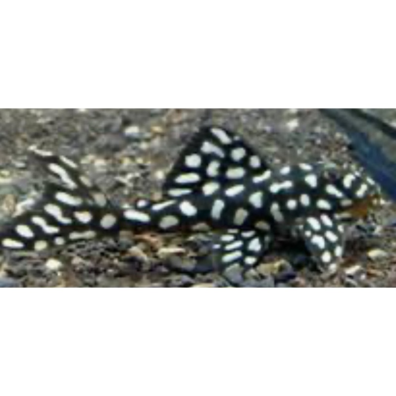 L368 Pleco Moon Pleco (SCOBINANCISTRUS SP) 2"-3"